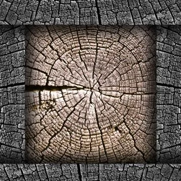 Oldest tree in context of the rings wallpaper Photos