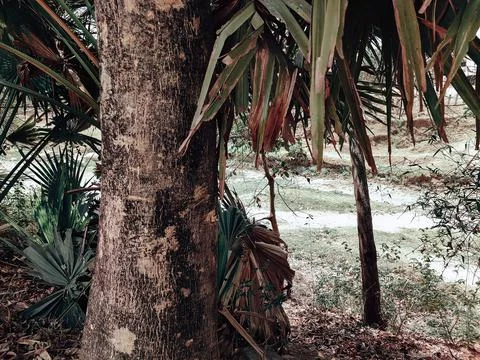 Oldest tree1 Stock Photos