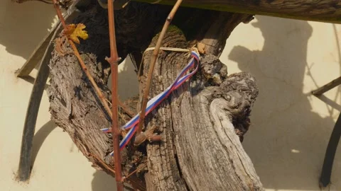 Oldest Vine Tree Texture Close Up in Maribor Slovenia Stock Footage 333015528