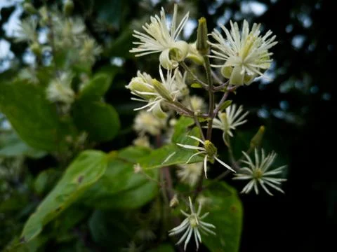OldMansBeard Stock Photos
