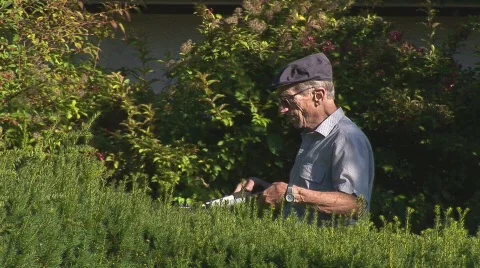 Oldtimer clipping the hedgerow Stock Footage 508175