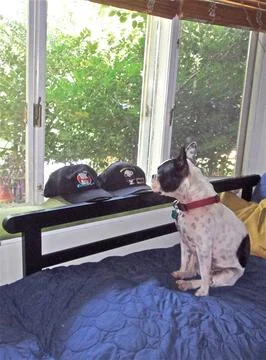 OldwindowDog Foto stock