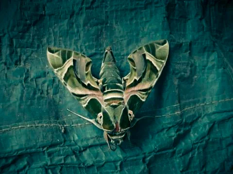 The oleandar hawk moth Stock Photos