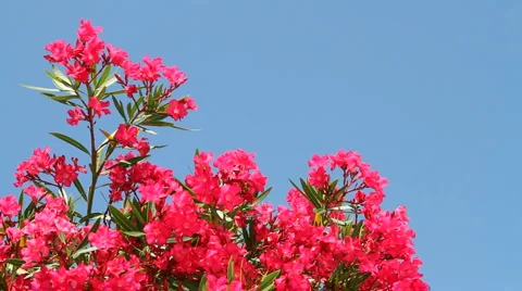 Oleander Blooms Video stock 5295225