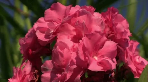 Oleander Blooms Видео 11696594