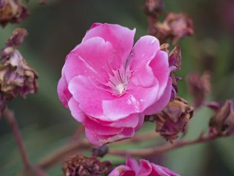 Oleander blossom Stock Photos