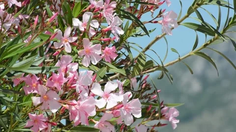 Oleander blowing in the wind, Kotor Bay, Montenegro Stockbeeldmateriaal 310555310