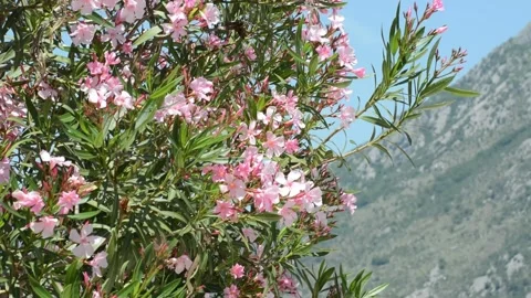 Oleander blowing in the wind with mountain backdrop, Kotor Bay, Montenegro. Stockbeeldmateriaal 310556670