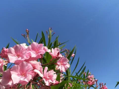 Oleander branches with light pink flowers and Burgundy buds on a natural back Stock Photos