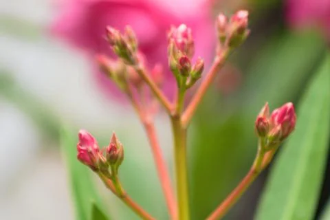 Oleander buds closeup view with blurred flowers on background Foto stock