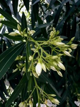Oleander buds Stock Photos