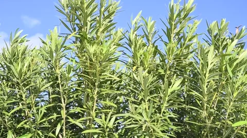 Oleander Bush Stock Footage 274890519