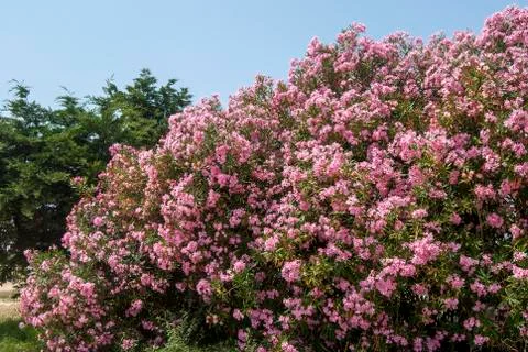 Oleander bush Stock Photos