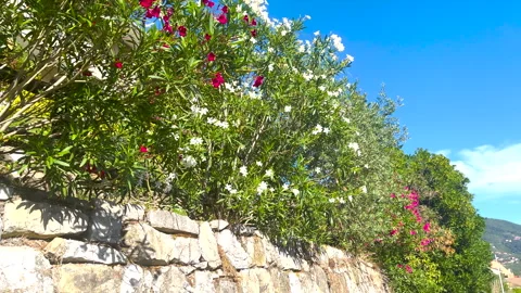 Oleander bushes blooming on stone wall. Mediterranean garden landscaping design Stock Footage 345527769