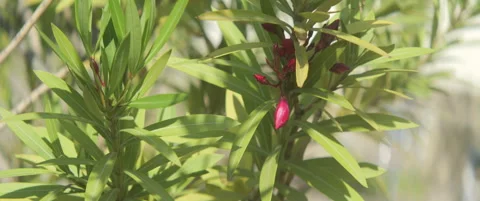 Oleander flower buds on tree branches 5.7K scope video Stock Footage 313113793