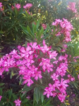 Oleander flower in a close up Stock Photos