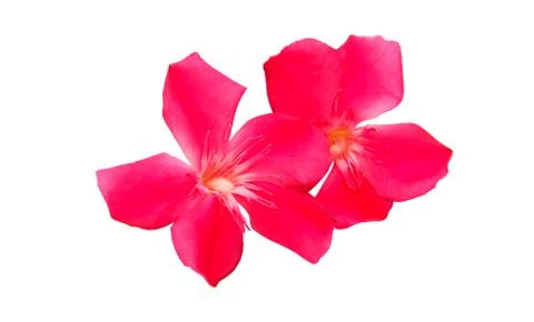 Oleander flower isolated Stock Photos