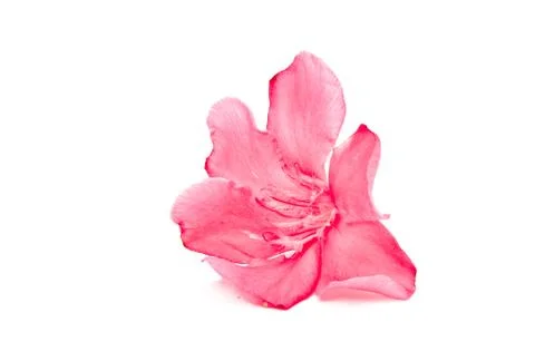 Oleander flower isolated Stock Photos