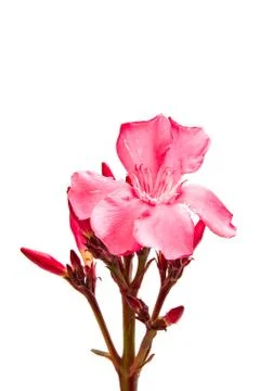 Oleander flower isolated Stock Photos