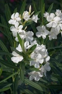 Oleander flower Stock Photos