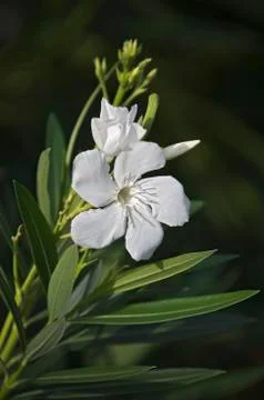 Oleander flower Stock Photos