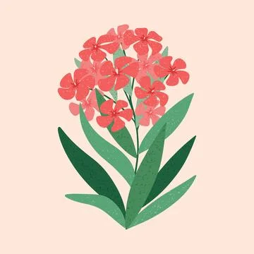 Oleander flower vector illustration. Hand drawn blooming pink Nerium flower with Stock Illustration