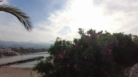 Oleander flowers accompanied by the sun rays filtering through the clouds Stock Footage 219771230