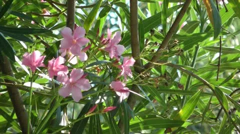 Oleander flowers in breezy day Stockbeeldmateriaal 12129119