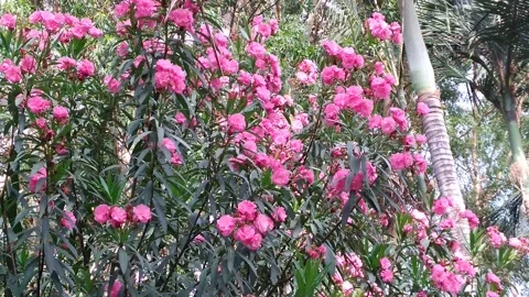 Oleander flowers Stock Footage 154897502