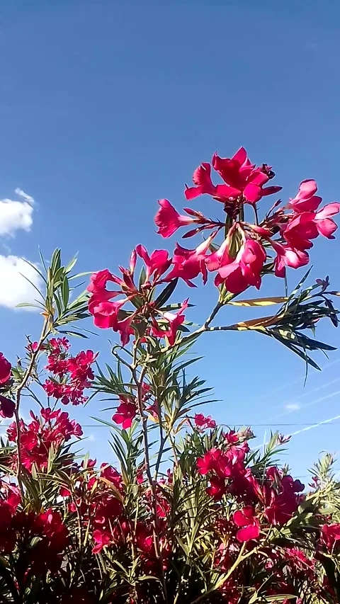 Oleander Flowers Stock-Footage 332886702