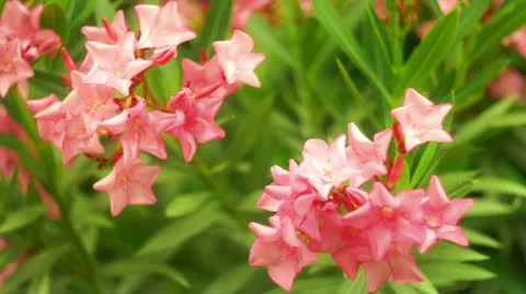 Oleander flowers FullHD 動画素材 11653973