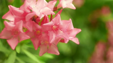 Oleander flowers FullHD Stock Footage 11654631
