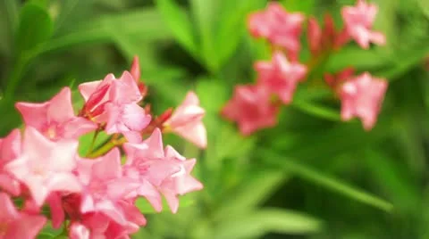 Oleander flowers FullHD Stock Footage 11655267