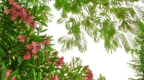 Oleander flowers FullHD Stock Footage