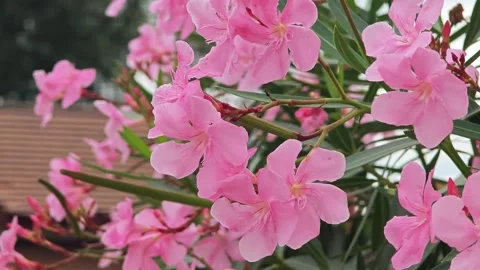 Oleander flowers in the garden. Stock Footage 305913849