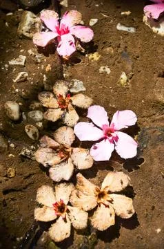 Oleander flowers Stock Photos