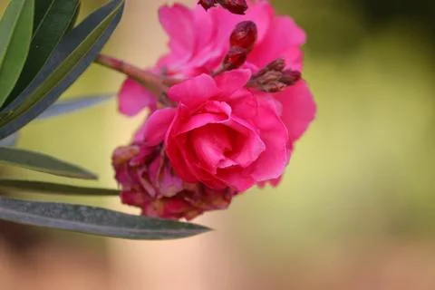 Oleander flowers Stock Photos