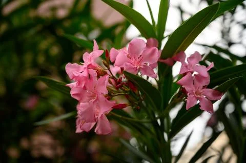 Oleander Foliage Dark Green Lanceolate Leaves with Prominent Midrib Stock Photos