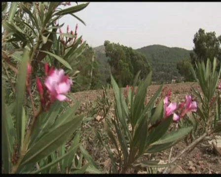Oleander Stock Footage 517609