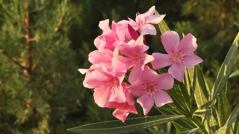 Oleander Stock Footage 88671486