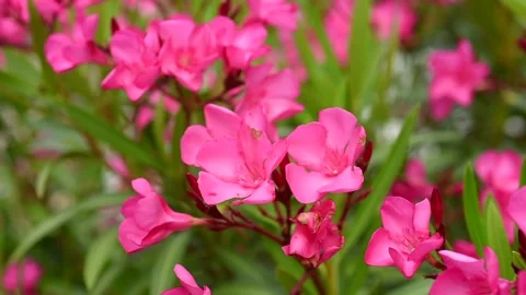 Oleander in full bloom Stock Footage 132774529