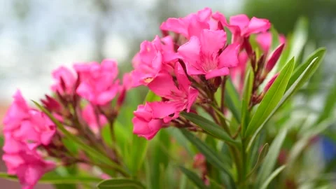 Oleander in full bloom Stock Footage 132774563