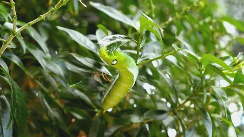 Oleander hawk-moth caterpillar eating green crape jasmine leaves in the garden. Stock Footage 115824682