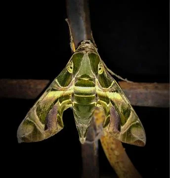 Oleander hawk-moth - Daphnis nerii Stock Photos