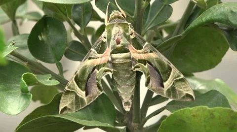 Oleander hawk   moth Stock Footage 46717704