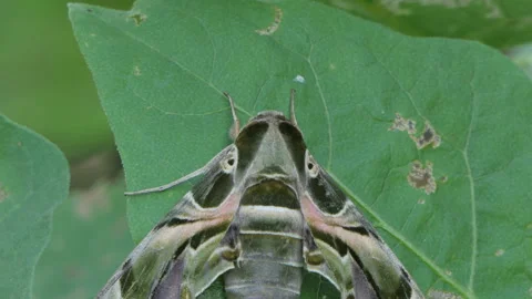 Oleander Hawk Moth on green leaf. Stock Footage 289203704