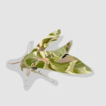 Oleander hawk moth isolated realistic hand drawn vector and illustrations Stock Illustration