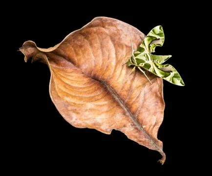 Oleander hawk-moth Stock Photos