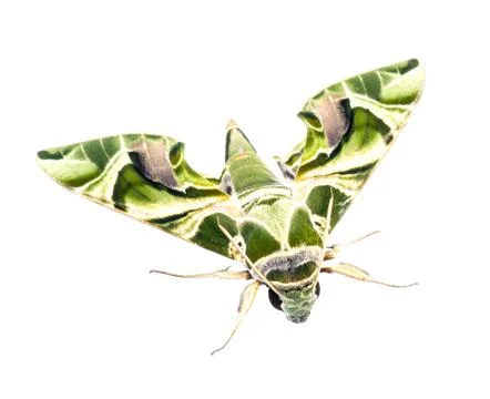 Oleander hawk-moth Stock Photos