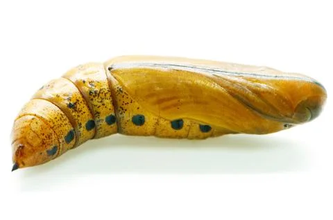 Oleander hawk-moth pupa Stock Photos